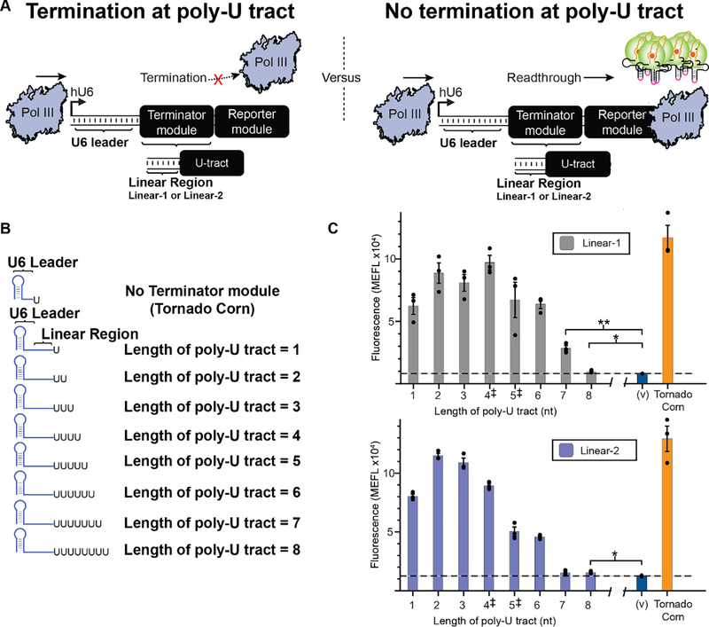 Figure 2: