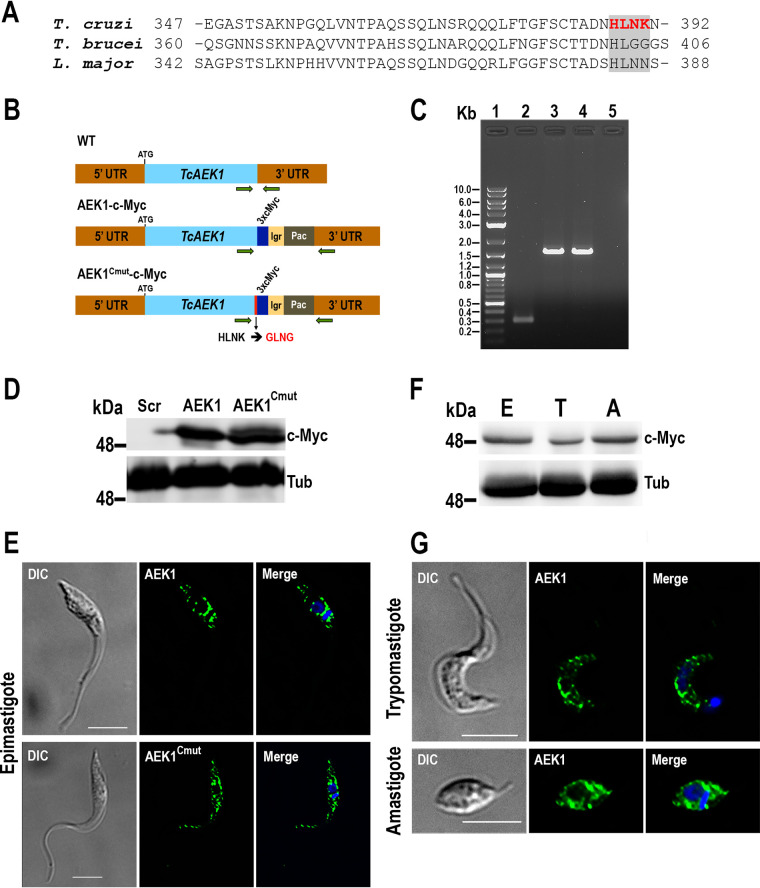 FIG 2