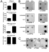 FIG 1