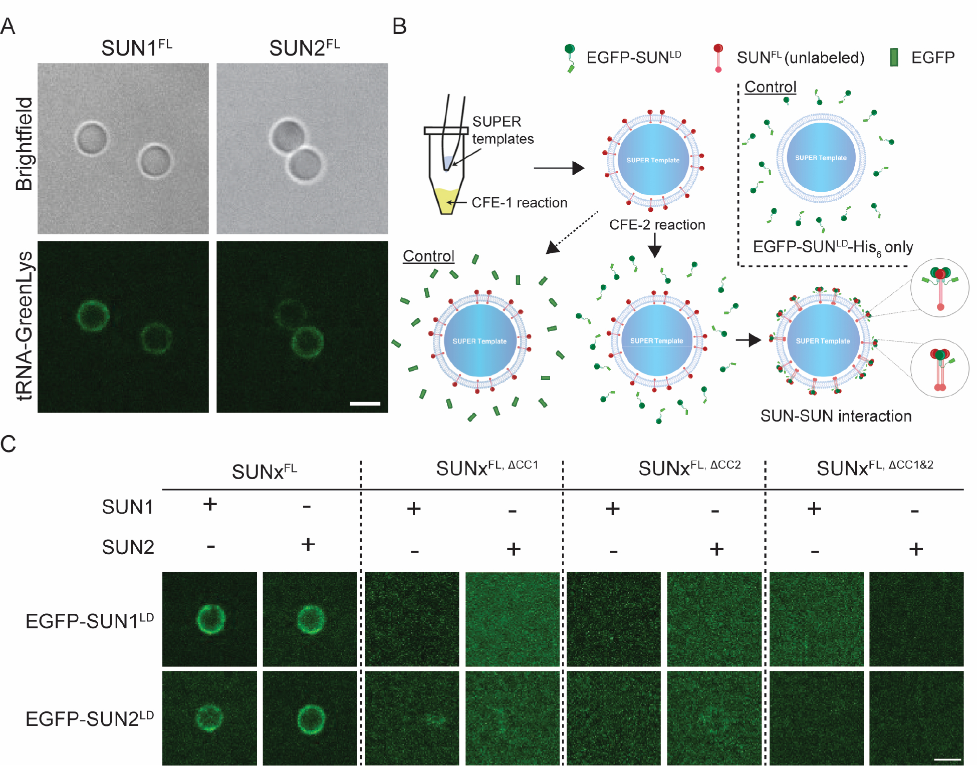 Figure 4: