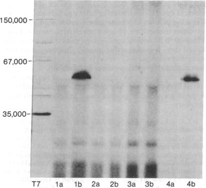 graphic file with name pnas00016-0421-a.jpg