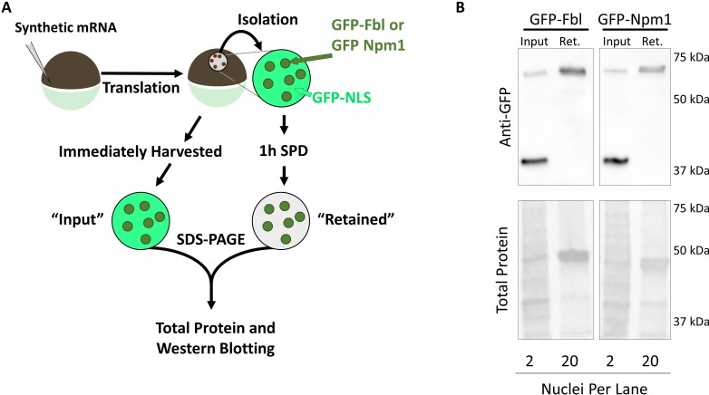 Figure 2—figure supplement 1.