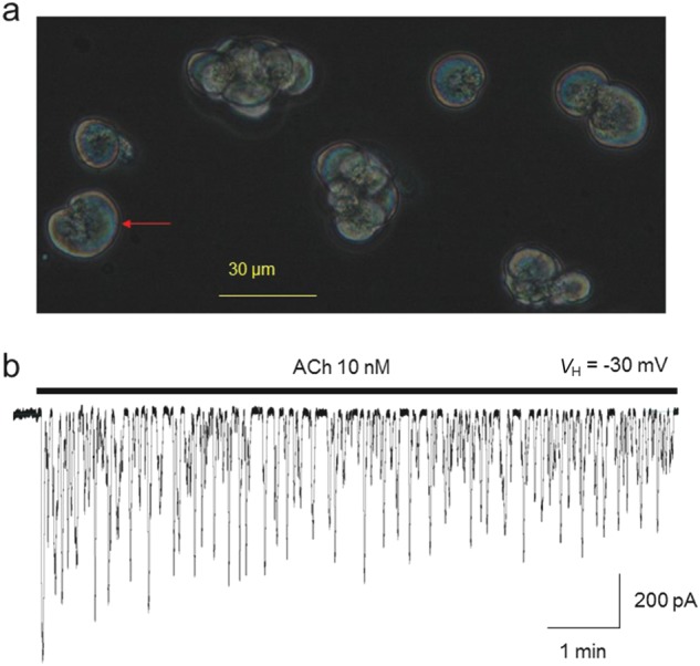 Fig. 2