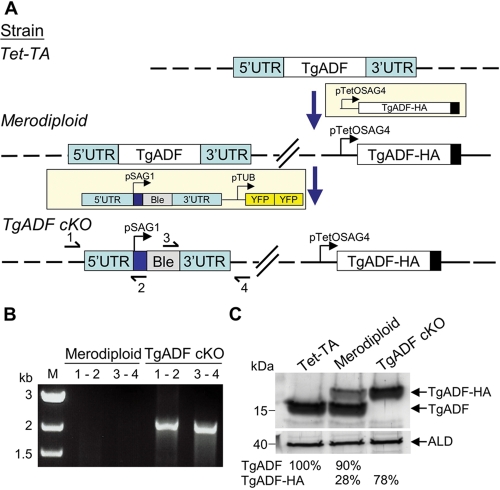 FIGURE 1: