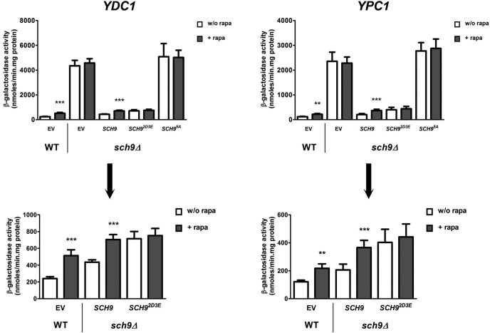 FIGURE 6: