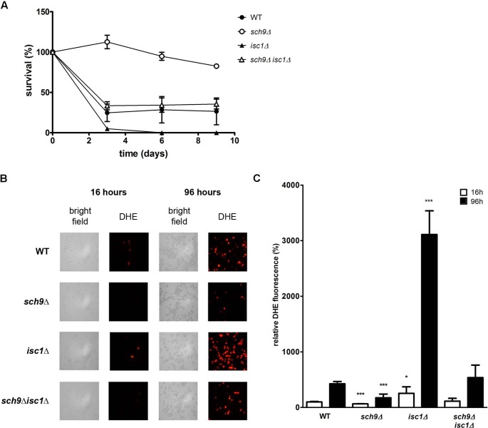 FIGURE 9: