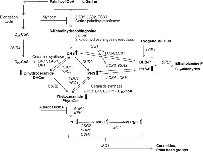 FIGURE 1: