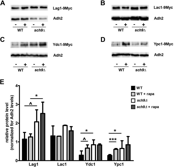 FIGURE 4: