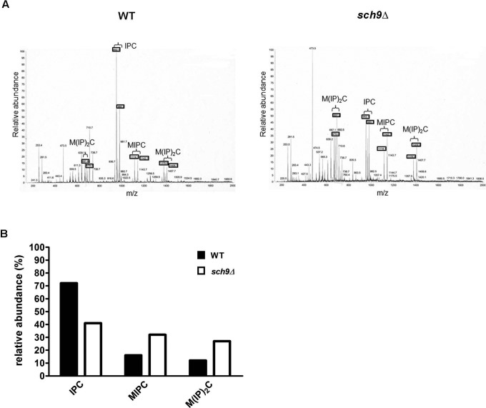 FIGURE 7: