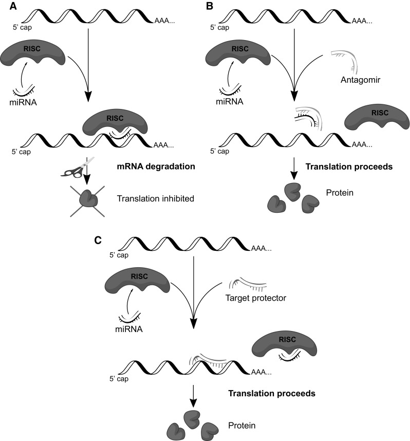 Fig. 4