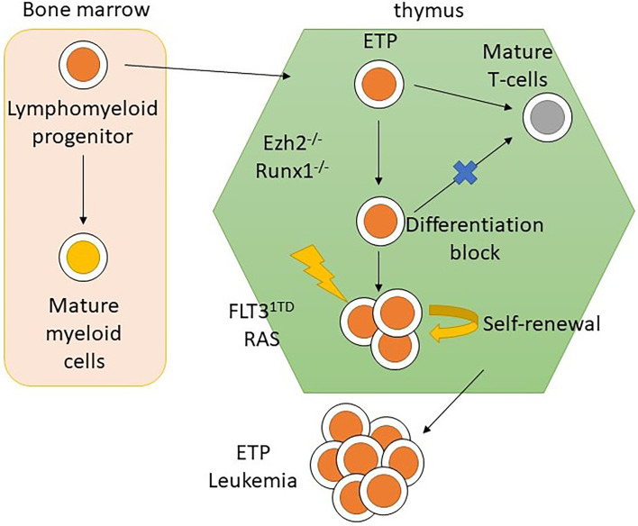 Figure 5