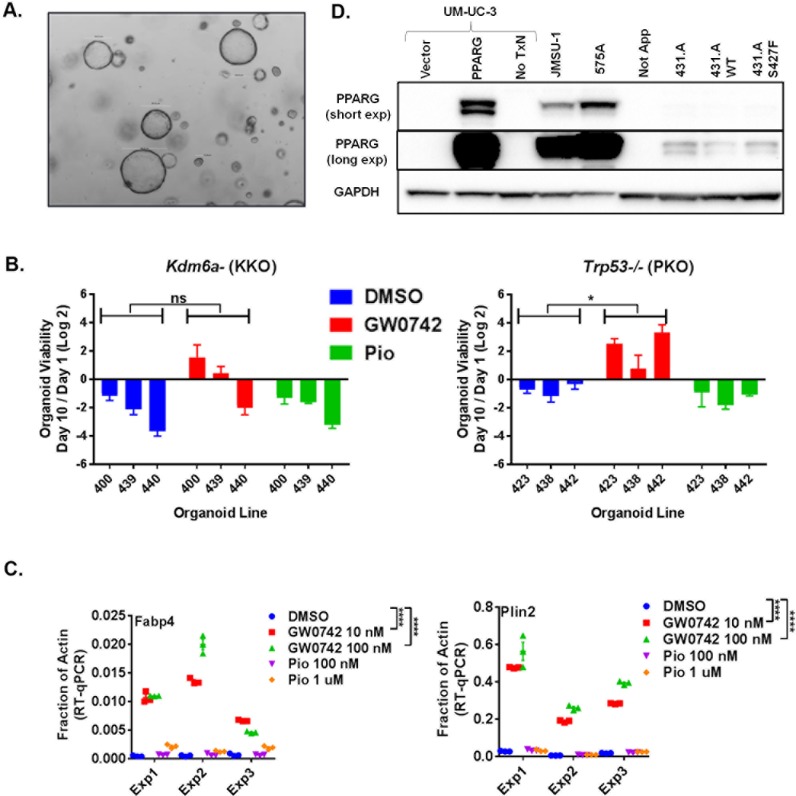 Figure 4—figure supplement 1.