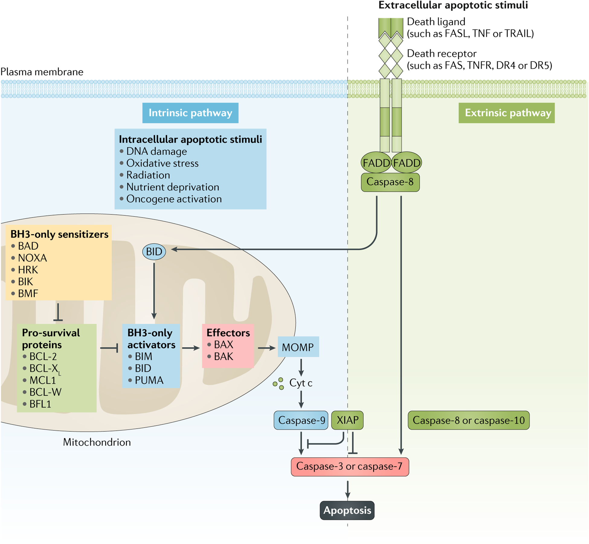 Fig. 2 |