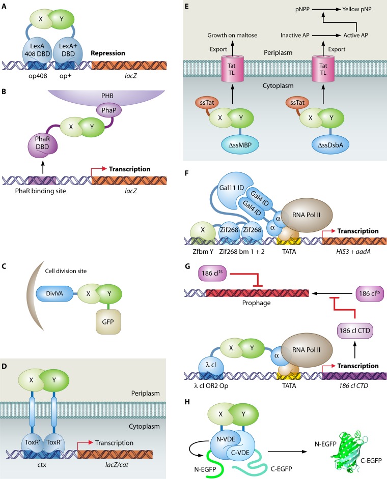 Fig 12