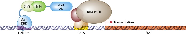 Fig 3