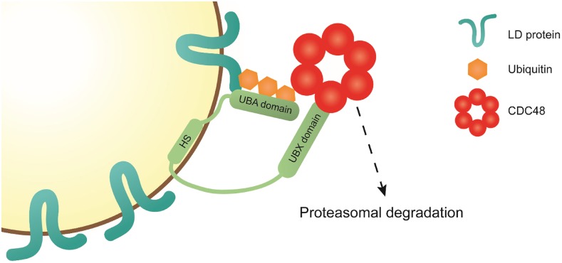 Figure 10.