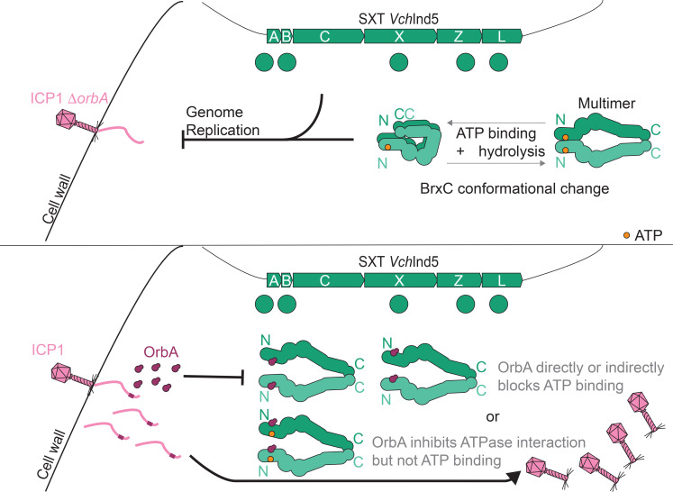 The figures present a schematic model of OrbA inhibition, showing that ICP1 is inhibited and unable to produce phage progeny in the presence of BREX unless OrbA interacts with BrxC. The green connecting bar at the top represents SXT VchInd5.