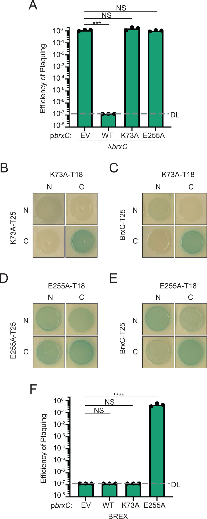 A figure illustrates two bar graphs of the efficiency of plaquing on a delta brxC deletion background and a wild-type BREX system. Also includes bacterial two-hybrid analysis between K73A-T25, BrxC-T25, K73A-T18, E255A-T25, BrxC-T25, and E255A-T18.