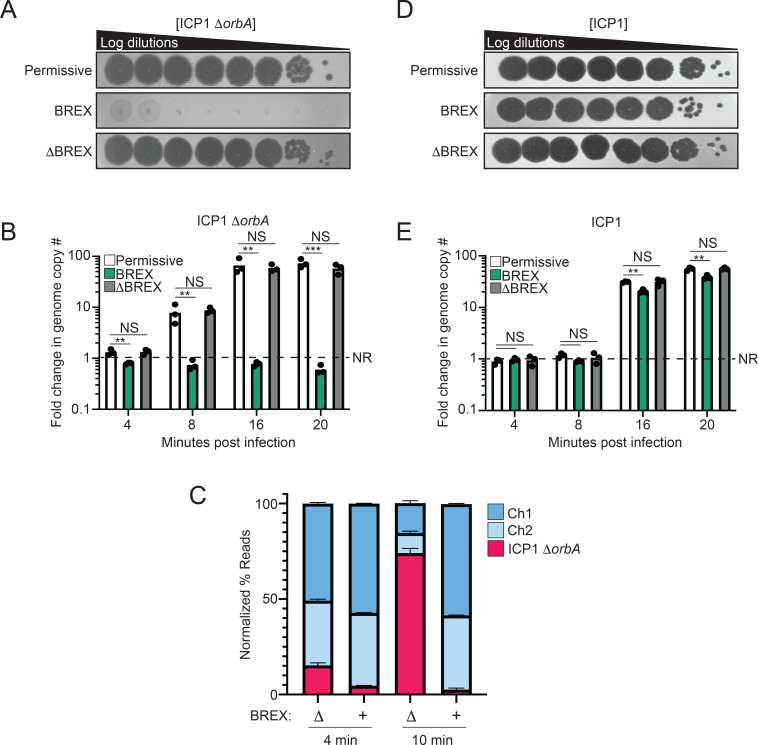 The figure shows 10-fold serial dilutions and compares the fold change in genome copy over time post-infection for permissive, BREX, and delta BREX. Another bar graph displays the normalized percentage for chromosomes one and two and ICP1 delta orbA.