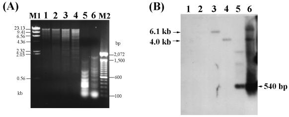 FIG. 7