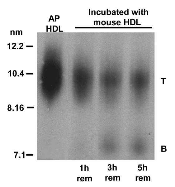 Figure 3A