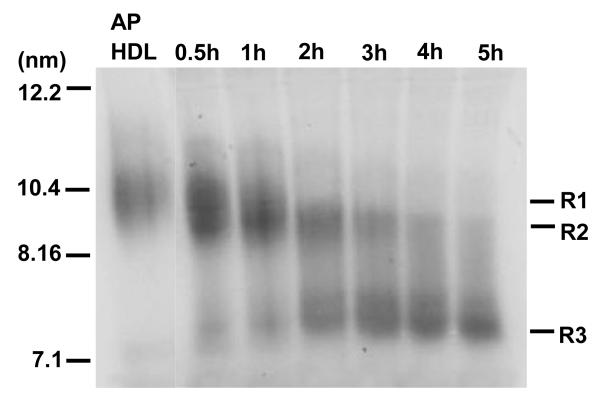 Figure 2A