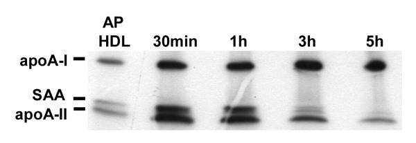 Figure 1B