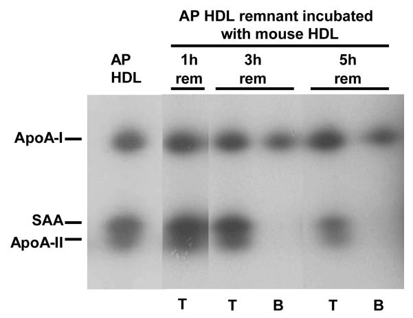 Figure 3B