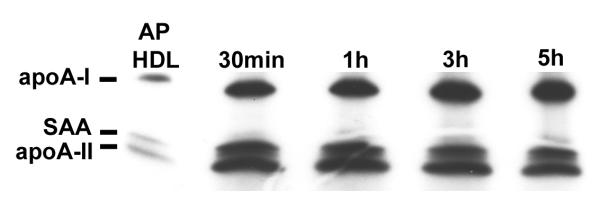 Figure 1C