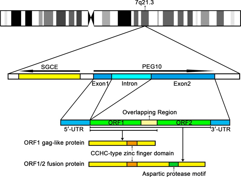 Fig. 1