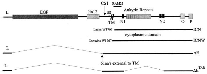 FIG. 1