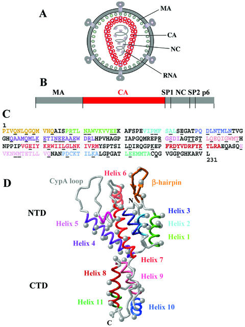 FIG. 1.