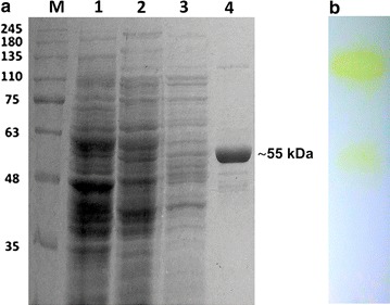 Fig. 2