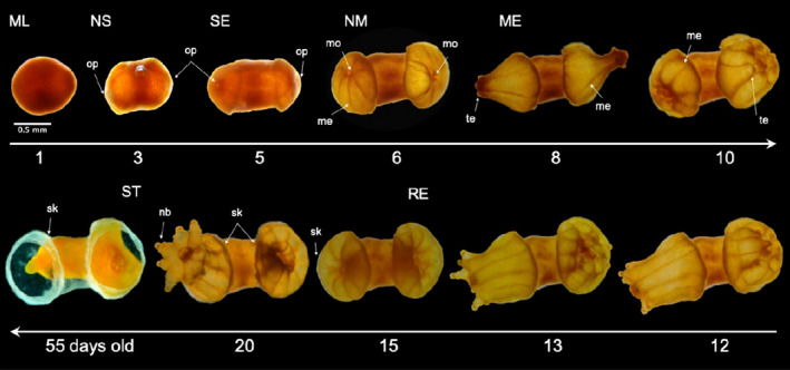 FIGURE 7