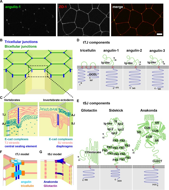 FIGURE 1: