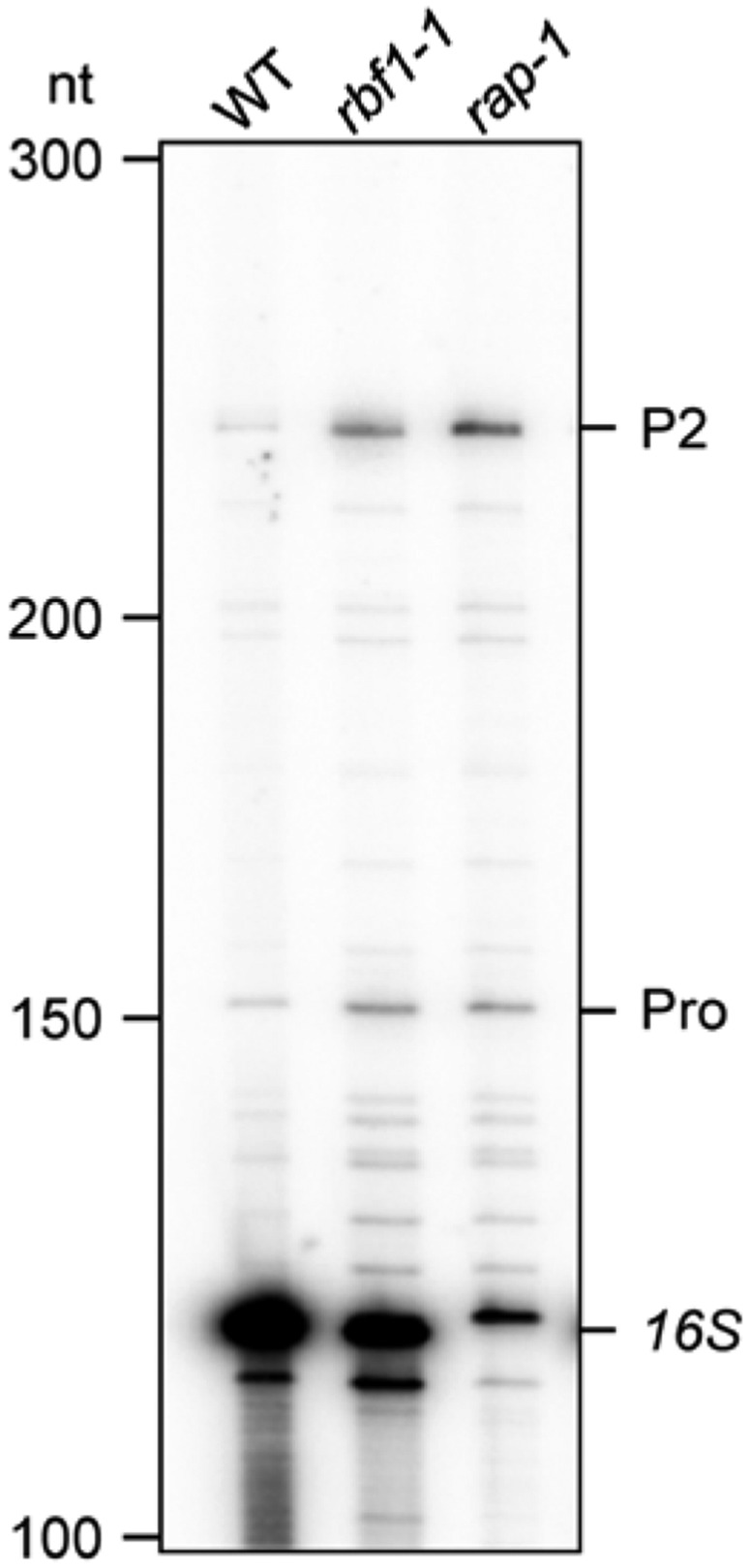 Figure 4B.