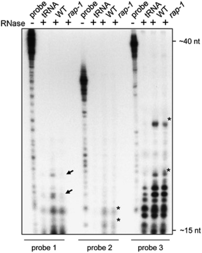 Figure 4C.