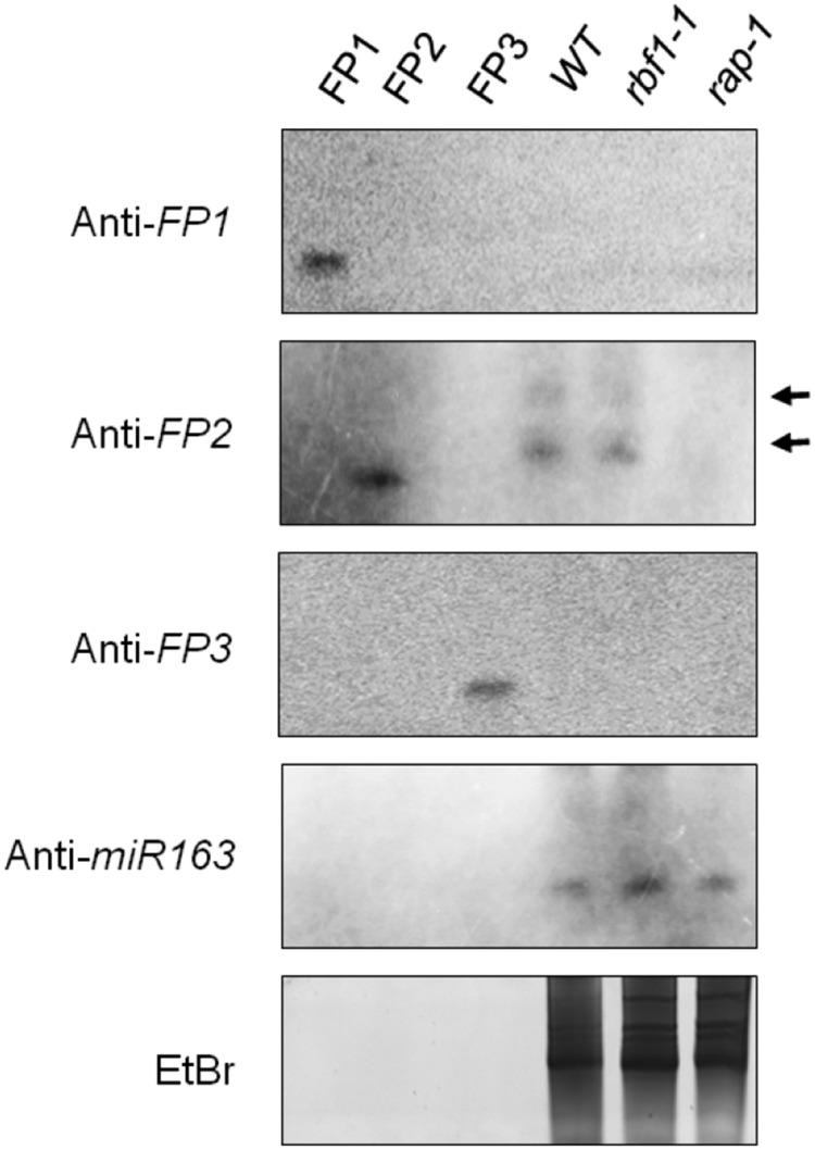 Figure 4C.