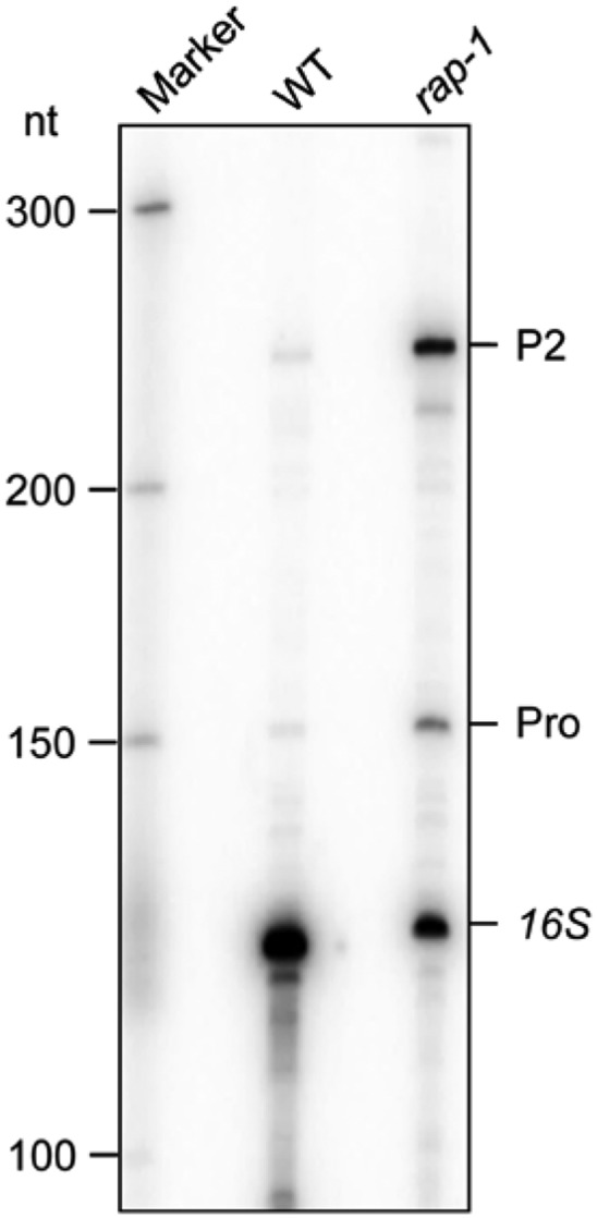 Figure 4B.