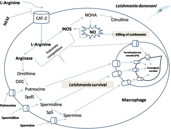 Figure 13