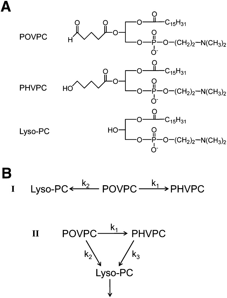 SCHEME 1.