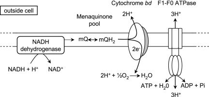 FIG. 1.