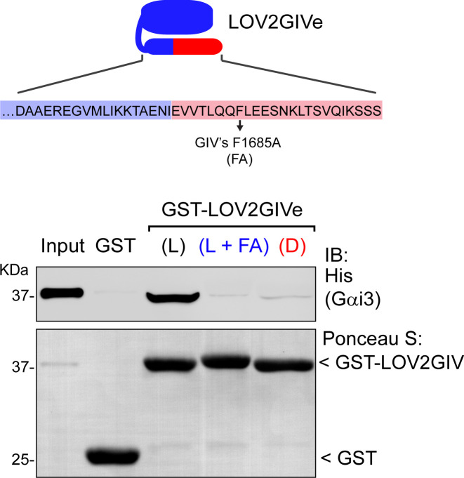 Figure 1—figure supplement 1.