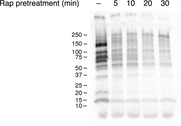 Figure 5—figure supplement 2.