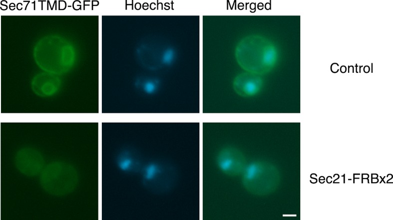 Figure 4—figure supplement 1.