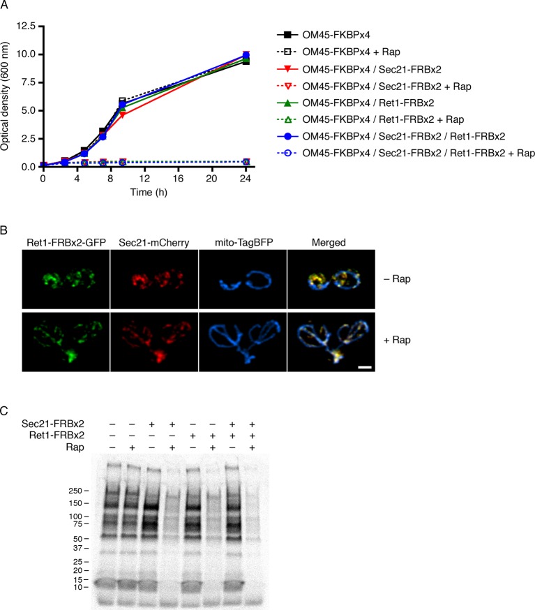 Figure 5—figure supplement 3.