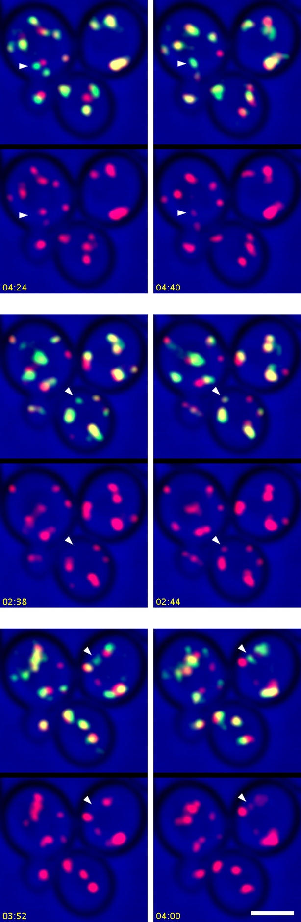 Figure 11—figure supplement 1.