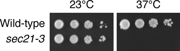 Figure 6—figure supplement 1.