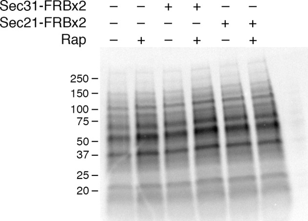 Figure 5—figure supplement 1.