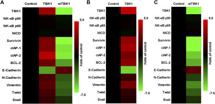 Knockdown of TANK-Binding Kinase 1 Enhances the Sensitivity of ...